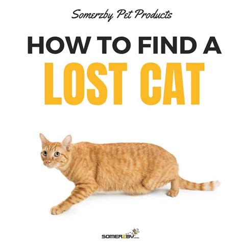 How to Find a Lost Cat: What to Do if Your Cat Goes .
